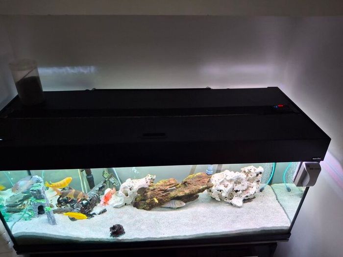 Fish Tank