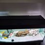 Fish Tank Image 2