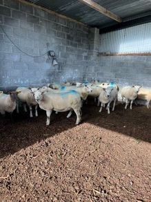 Hoggets