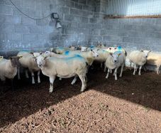 Hoggets