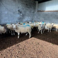 Hoggets