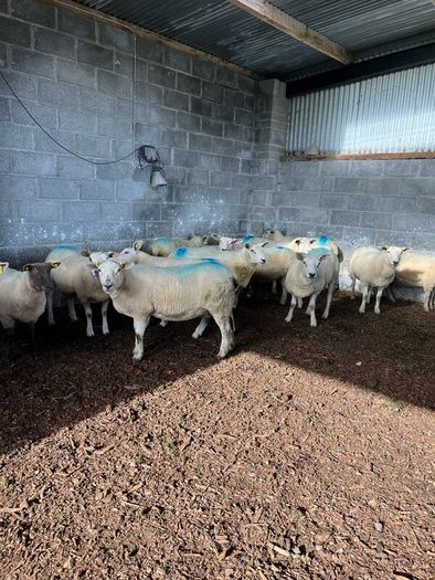 Hoggets