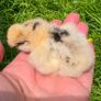 day old silkie chicks Image 3