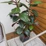 Rubber Plant (Ficus elastica) with vase Image 2