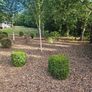 Lot  37  Garden Shrubs 500  (Box & Pittosporum) Image 3