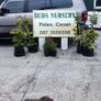 Pencil Conifer Trees 5ft just 45 euro Image 10