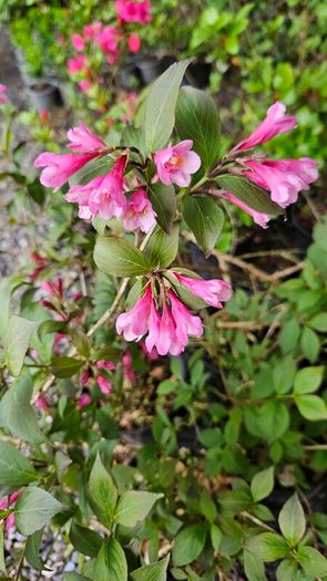 Flowering Plants Weigela