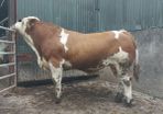 Pedigree simmental bull