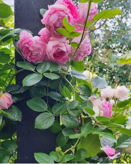 garden plants