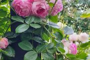 garden plants