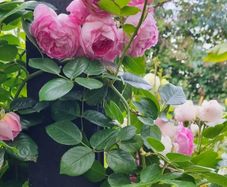 garden plants