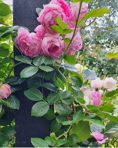 garden plants