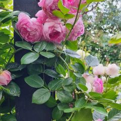 garden plants
