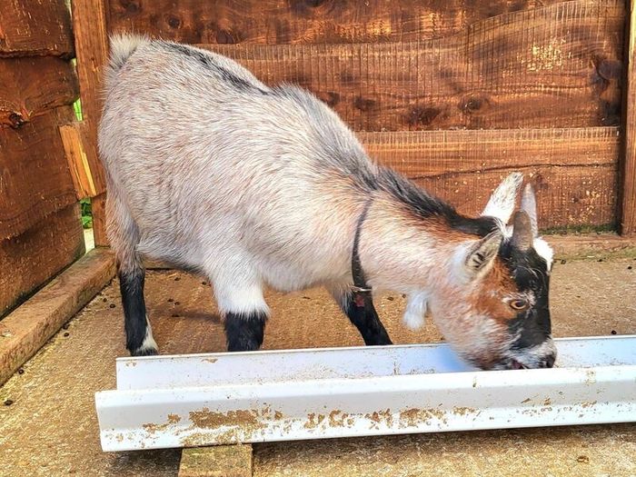 Pedigree Pygmy Goats