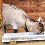 Pedigree Pygmy Goats Image 6