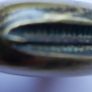 Antique Engraved Vesta Case Match Striker Image 5