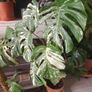 Monstera Collection Image 2