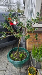 Holly tree
