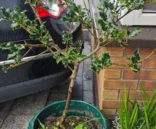 Holly tree