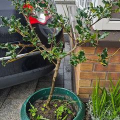 Holly tree
