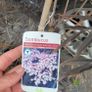 clearance of 15 shrubs and 4 trees Image 6