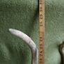 Deer Antlers (30" high) Image 8