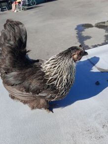 bantam hen