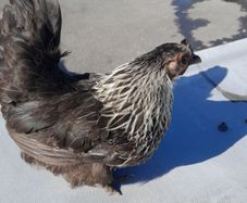bantam hen
