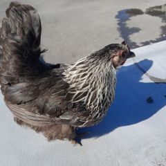 bantam hen