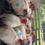 Ewe lambs Image 2