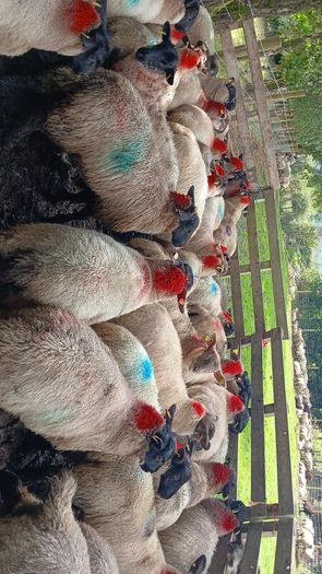 Ewe lambs