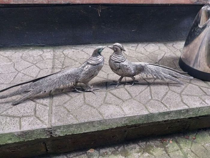 Pair of Pheasants