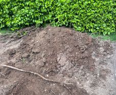 Free topsoil/grass
