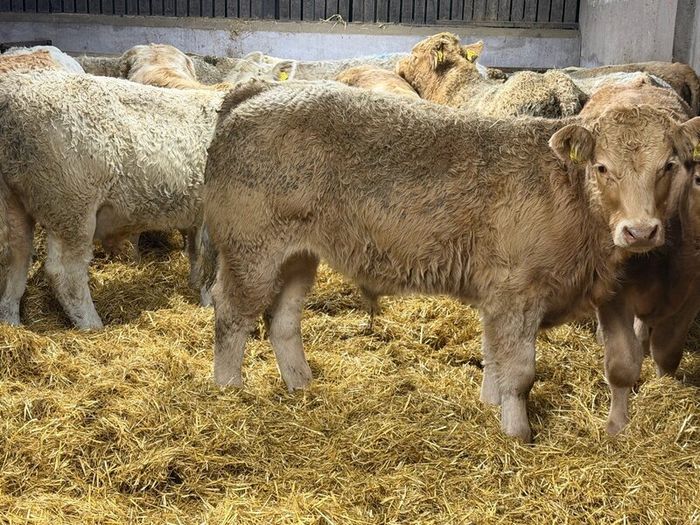 Charolais Weanlings