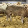 Charolais Weanlings Image 7