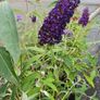 Butterfly Bush Buddlia Plants Image 2