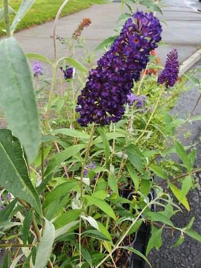 Butterfly Bush Buddlia Plants