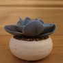 Miniature Cactus x 2 Image 5