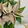Tradescantia mundula Lisa - rooting plant Image 2