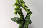Alocasia Jacklyn Plant