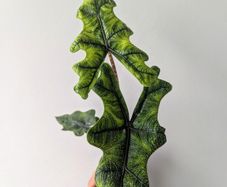 Alocasia Jacklyn Plant
