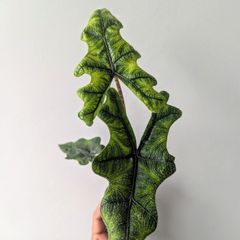 Alocasia Jacklyn Plant