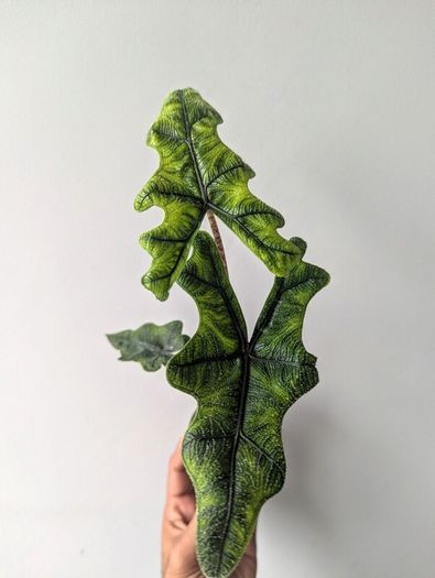 Alocasia Jacklyn Plant