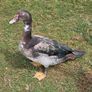 Muscovy drakes Image 5