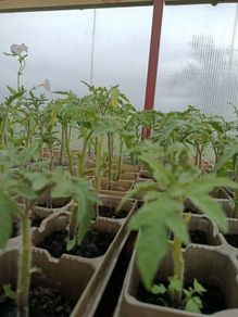 tomato plants