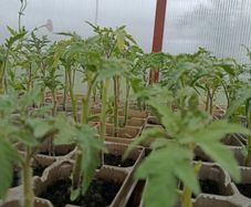tomato plants