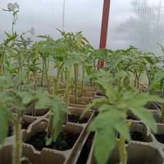 tomato plants