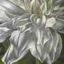 Original Gouache by Elizabeth A. McEwen RUA  (White Dahlia) Image 8