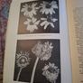 Pests of flowers and shrubs 1955 Image 6