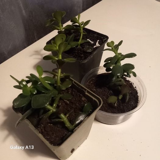 Money plant